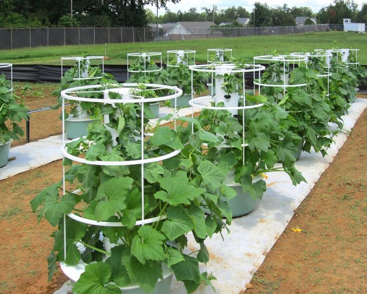 Hand pollinating plants in the hydroponic lab
